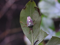 Eocanthecona formosa