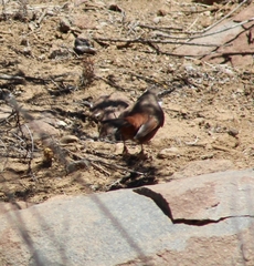 Ochetorhynchus melanurus