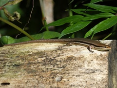 Marisora unimarginata