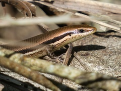 Marisora unimarginata