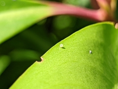 Abisara saturata