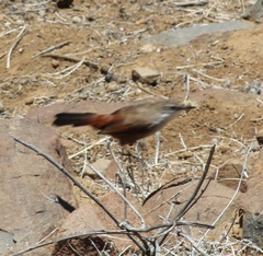 Ochetorhynchus melanurus