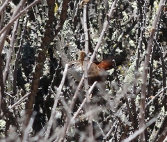 Ochetorhynchus melanurus