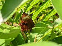 Abisara saturata