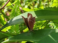 Abisara saturata