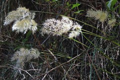 Cortaderia hieronymi