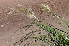 Cortaderia hieronymi