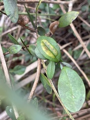 Chilocampyla