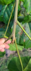 Thespesia grandiflora