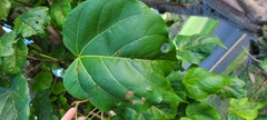 Thespesia grandiflora