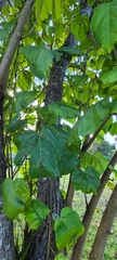Thespesia grandiflora