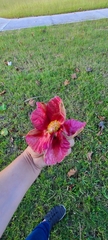 Thespesia grandiflora