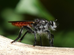 Andrenosomatini
