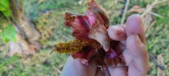 Thespesia grandiflora