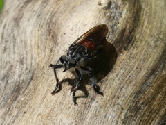Andrenosomatini