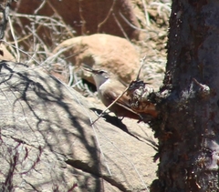 Ochetorhynchus melanurus