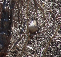 Ochetorhynchus melanurus