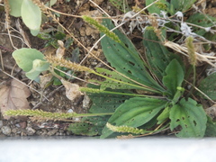 Plantago depressa