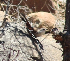 Ochetorhynchus melanurus