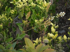 Lespedeza tomentosa