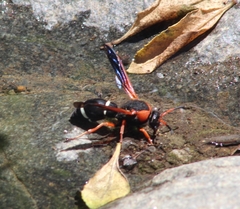 Hypodynerus chiliensis