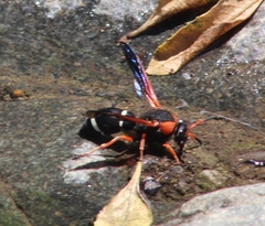 Hypodynerus chiliensis
