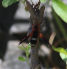 Hypodynerus chiliensis