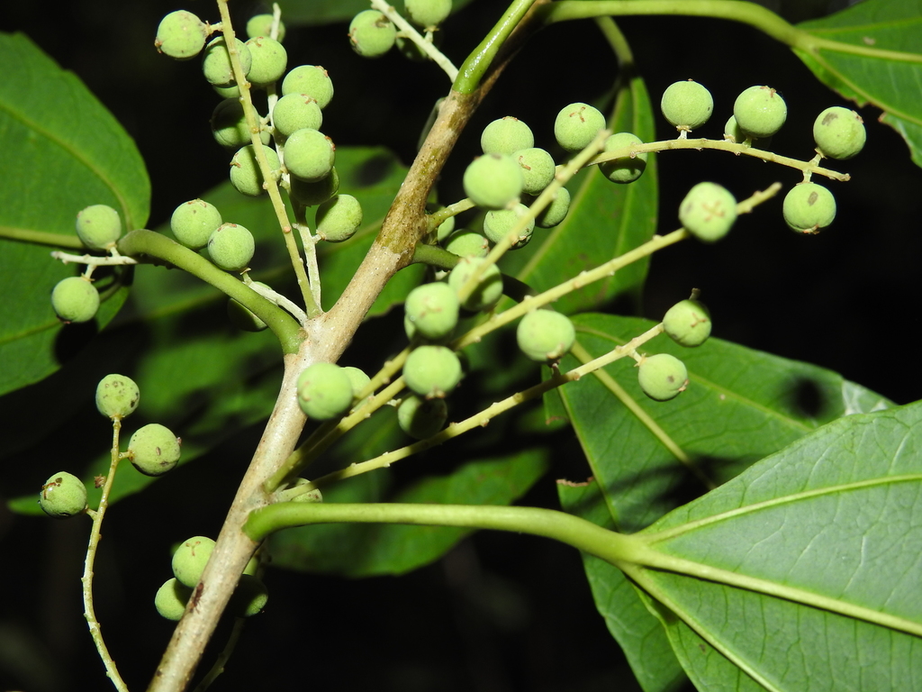 Caryodendreae