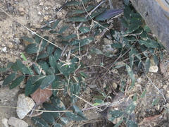 Gueldenstaedtia verna