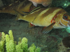 Morwong ephippium