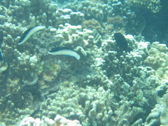 Anampses neoguinaicus