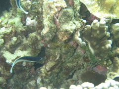 Anampses neoguinaicus