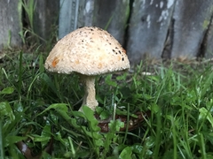 Saproamanita nauseosa