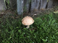 Saproamanita nauseosa