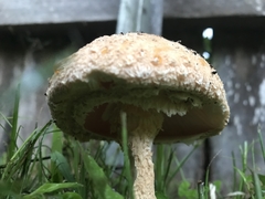 Saproamanita nauseosa