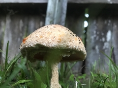 Saproamanita nauseosa