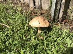 Saproamanita nauseosa
