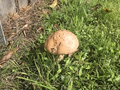 Saproamanita nauseosa