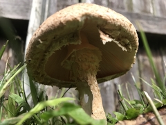 Saproamanita nauseosa