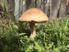 Saproamanita nauseosa