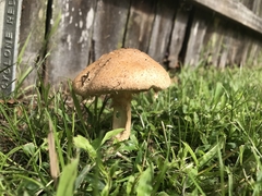 Saproamanita nauseosa