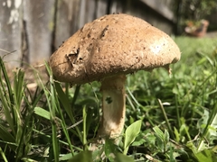 Saproamanita nauseosa