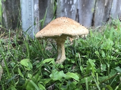 Saproamanita nauseosa