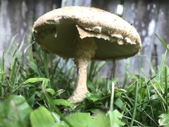 Saproamanita nauseosa