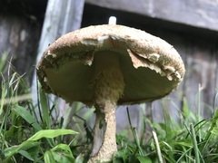 Saproamanita nauseosa