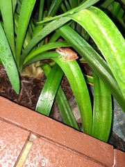 Litoria revelata