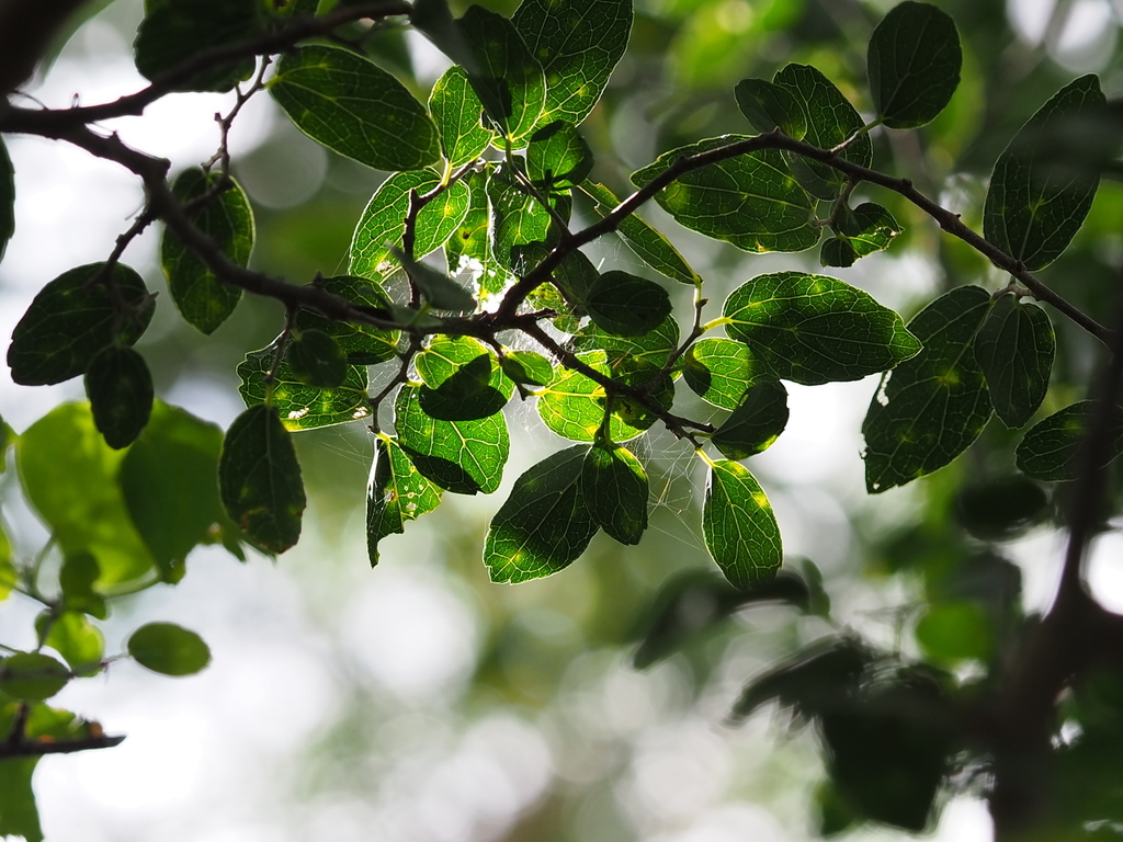 Celtis nervosa
