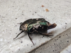 Protaetia aurichalcea