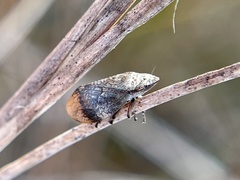 Lepyronia angulifera