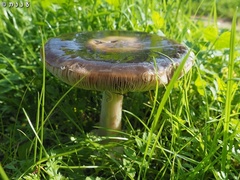 Volvopluteus gloiocephalus